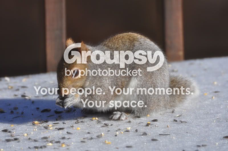 Squirrelresized.jpg