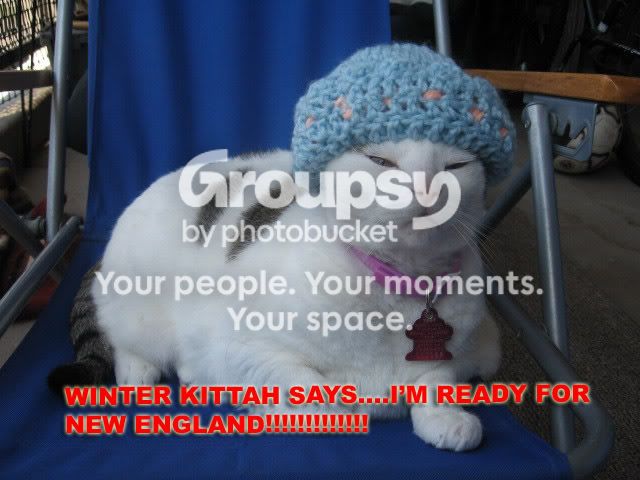 kittah.jpg