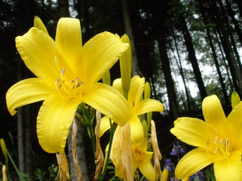 yellowflowers.jpg