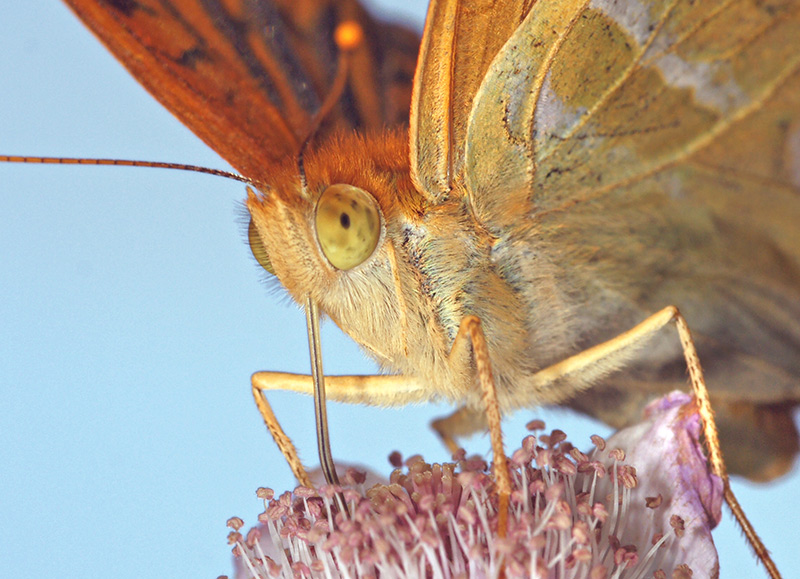 butterfly_29.jpg