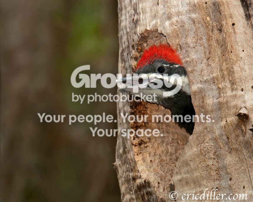 _ECD4414-copy860.jpg