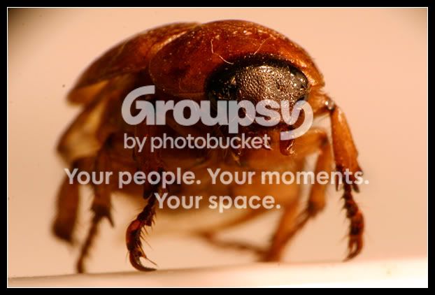 bugmacro.jpg