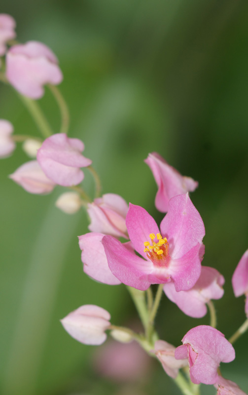 flower_14.jpg
