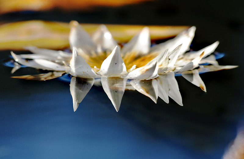 2CBL0811-L.jpg
