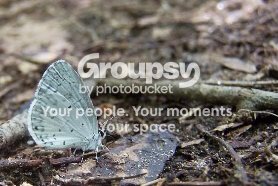 butterfly.jpg