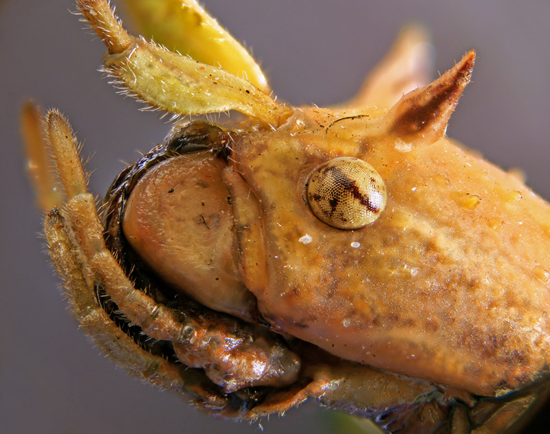 phasmid_head_01.jpg