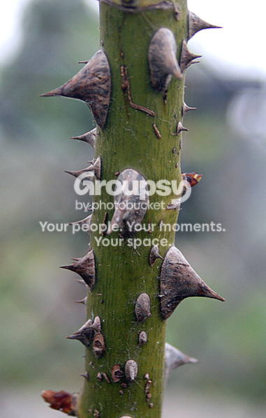 thorns.png