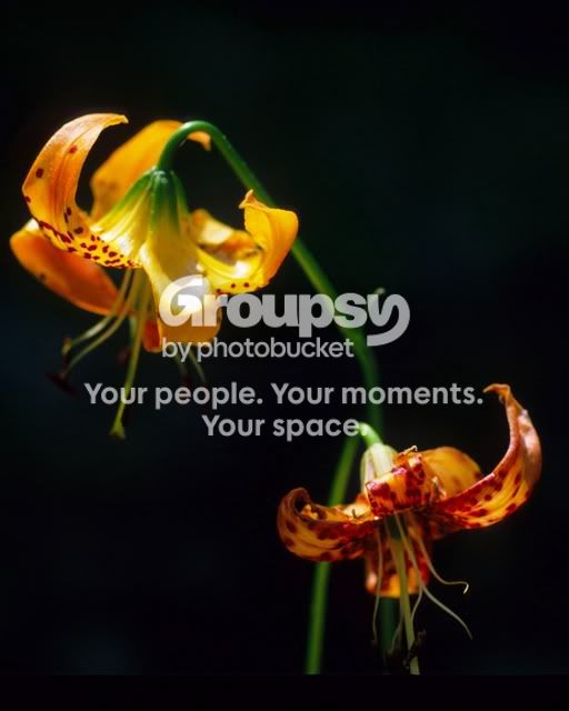 Flower_10001enh.jpg