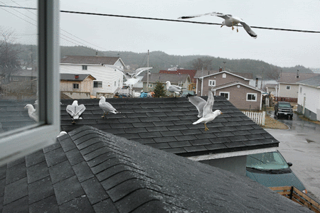 Seagull.gif
