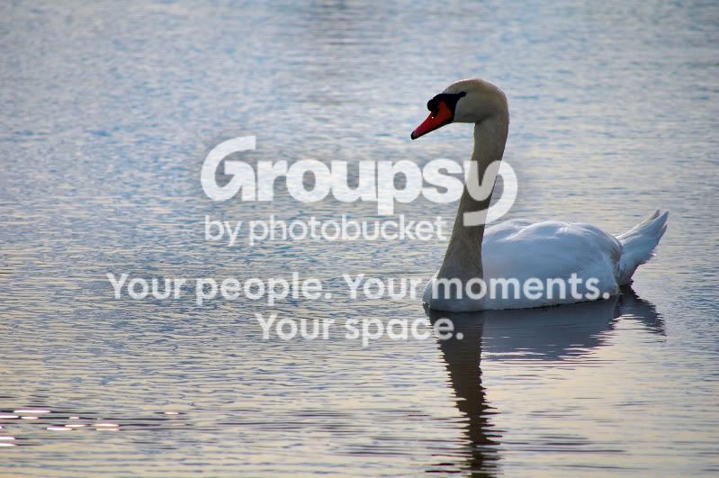 swan1.jpg