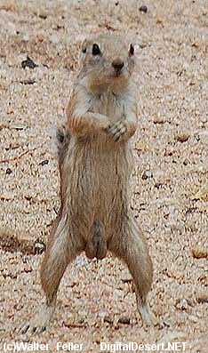 animal-234-sq0138x.jpg