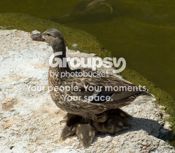 littleducks.jpg