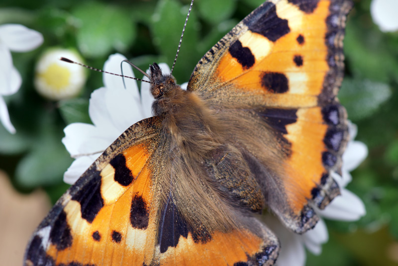 small_tortoiseshell_08.jpg