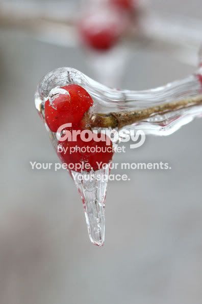 Berries-frozen-in-ice-0125.jpg