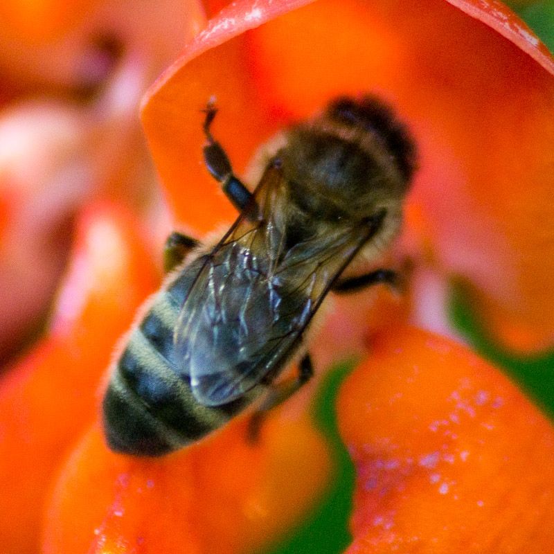 macro-1.jpg