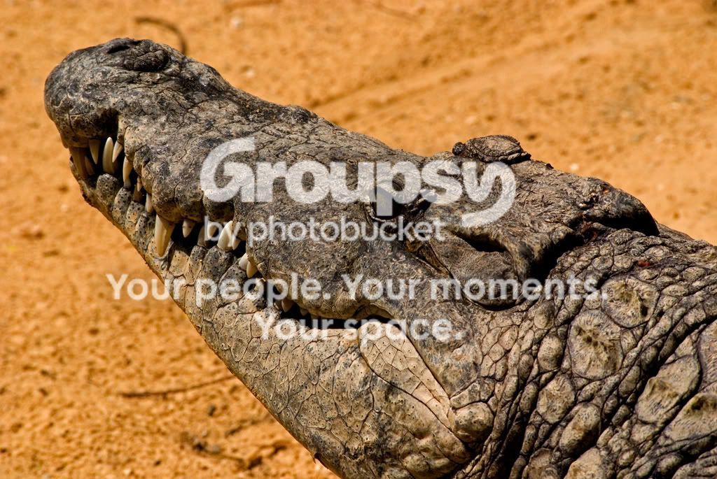 croc1f.jpg