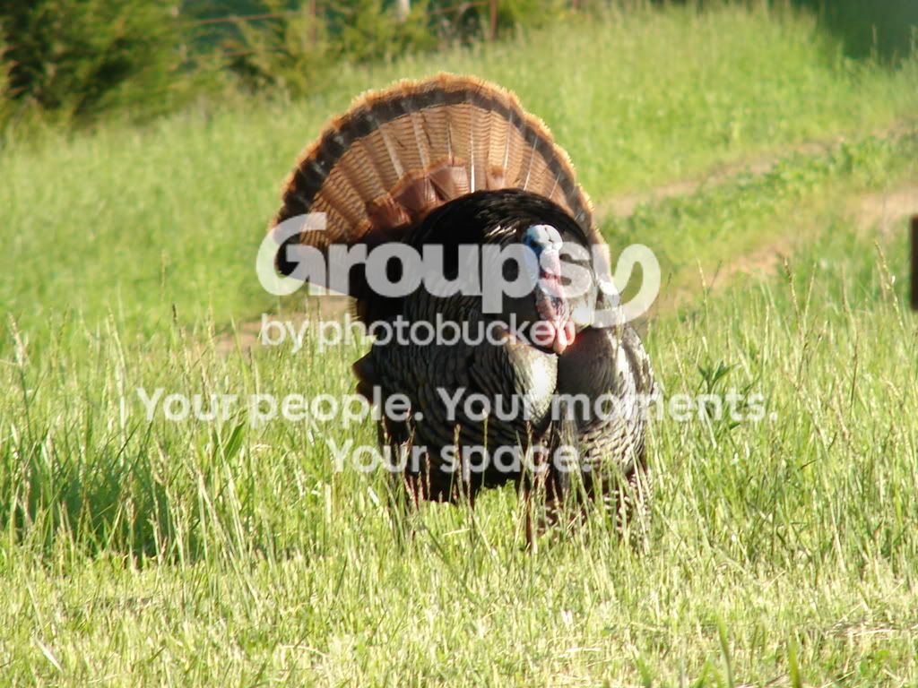 gobbler020.jpg