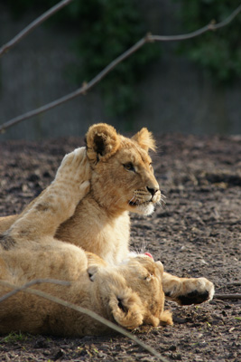 zoo23_sm.jpg