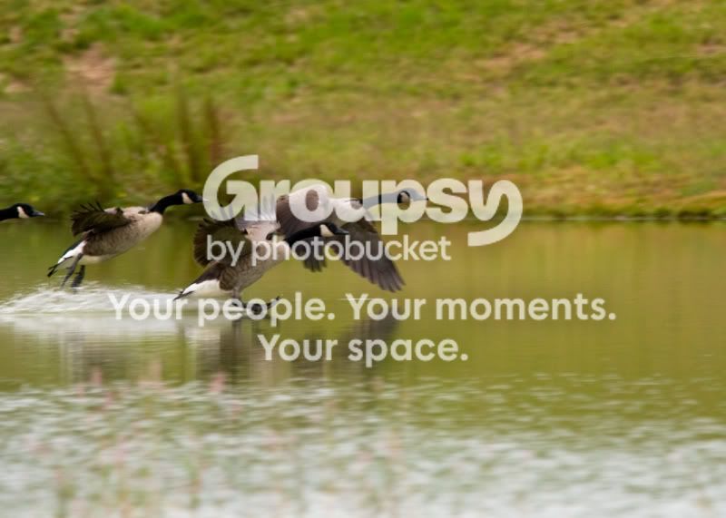 Geese-Landing-04.jpg