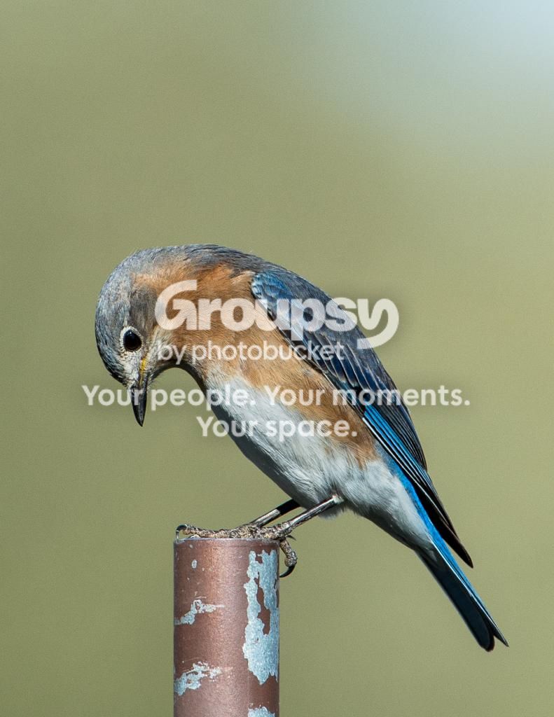 BlueBirdFemale1_zps3ce1701b.jpg