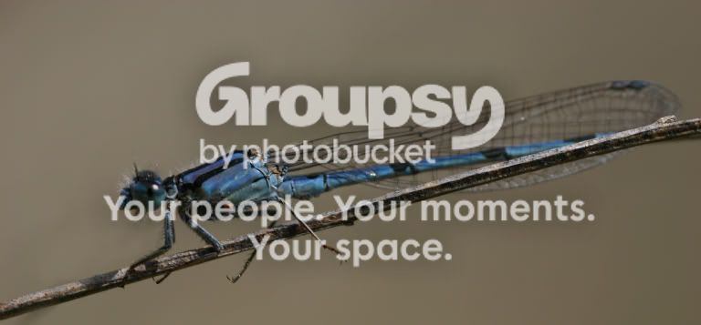 blue_dragonfly.jpg
