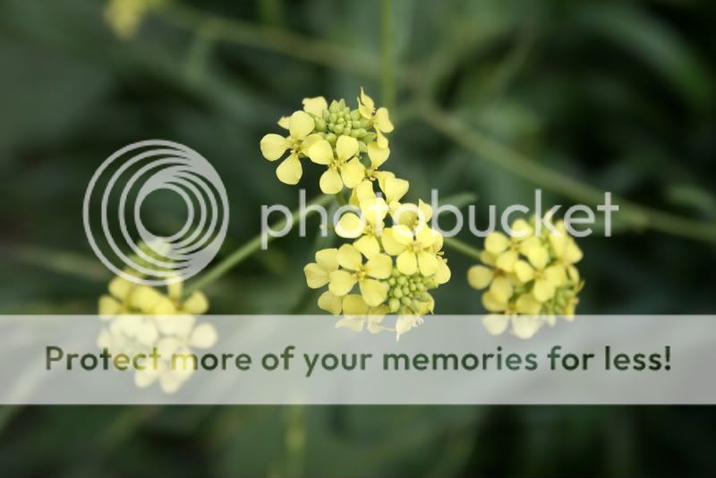 yellowflowers.jpg