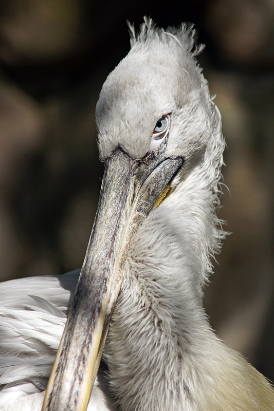 pelican_04.jpg