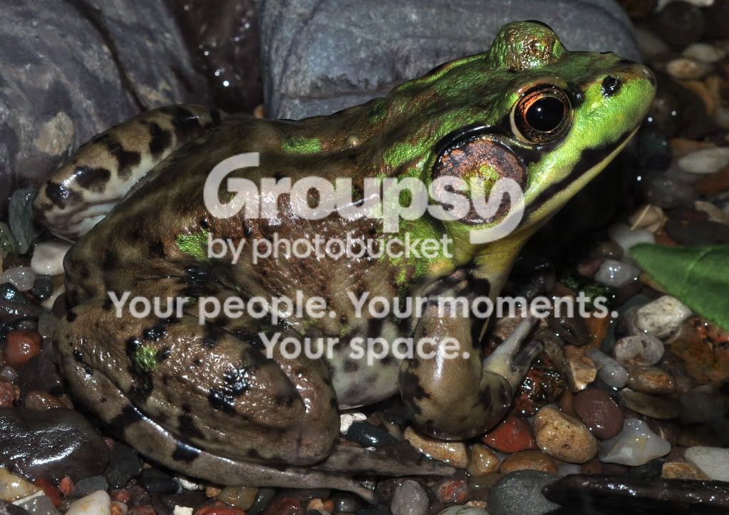 Frog1.jpg
