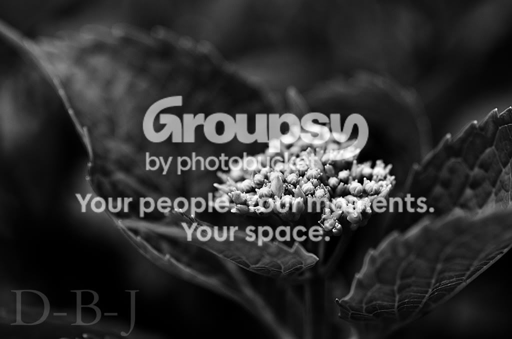 flowercontrast.jpg