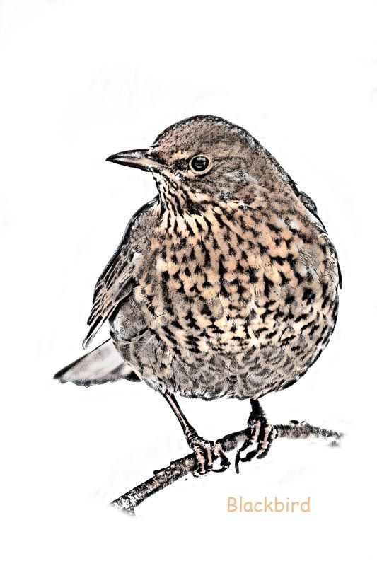 GardBird-6_zps99cc7c8d.jpg