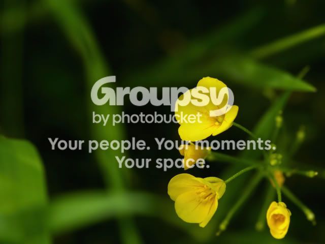 YellowMacro.jpg