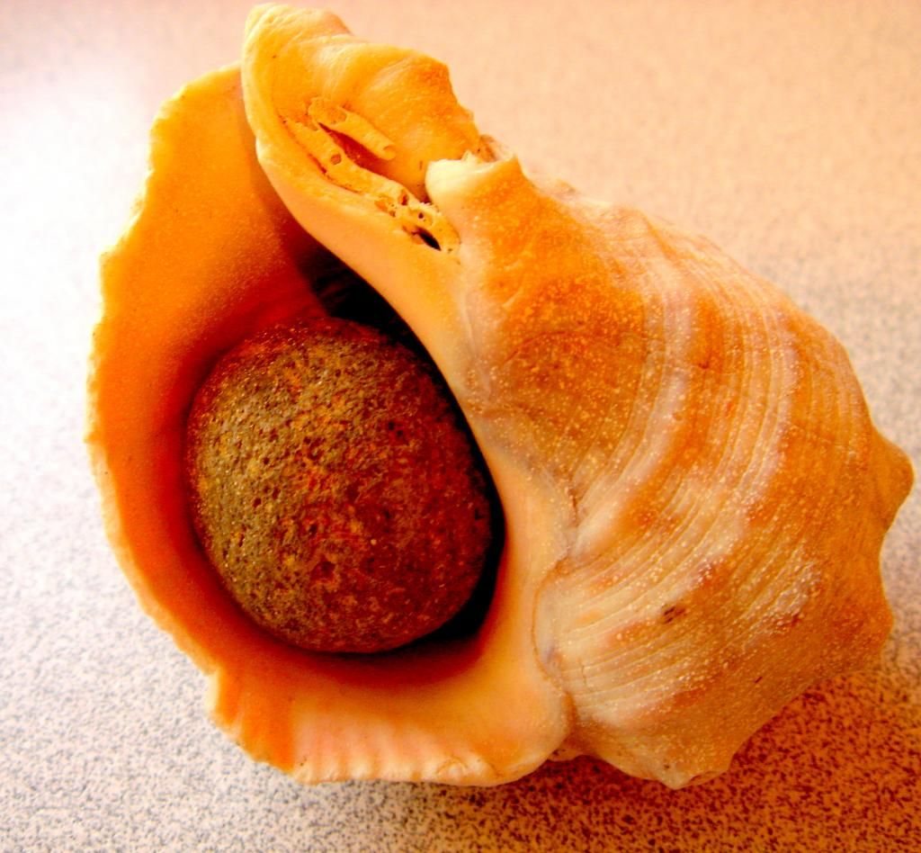 shellrock2.jpg