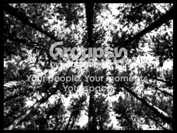 trees.jpg
