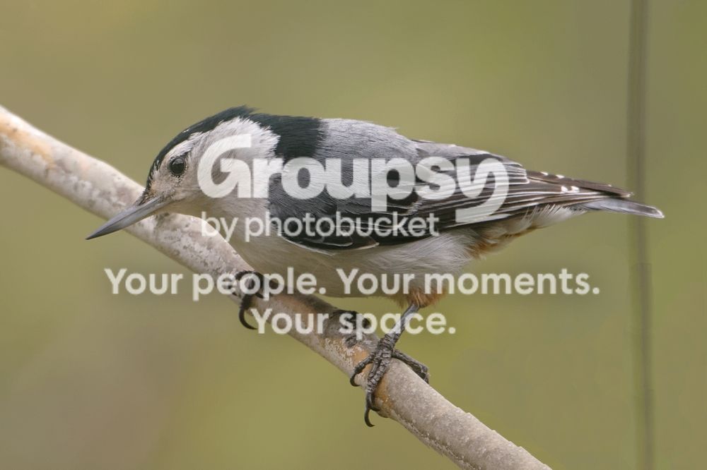 Nuthatch_zpsb3356ce5.jpg