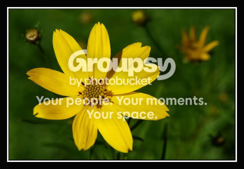 00_gelbeBlume01.jpg