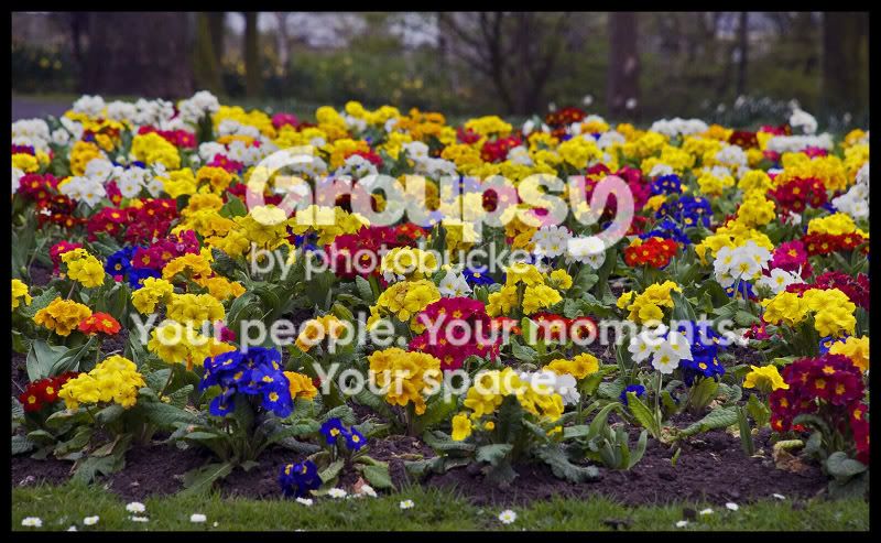 flowers5.jpg