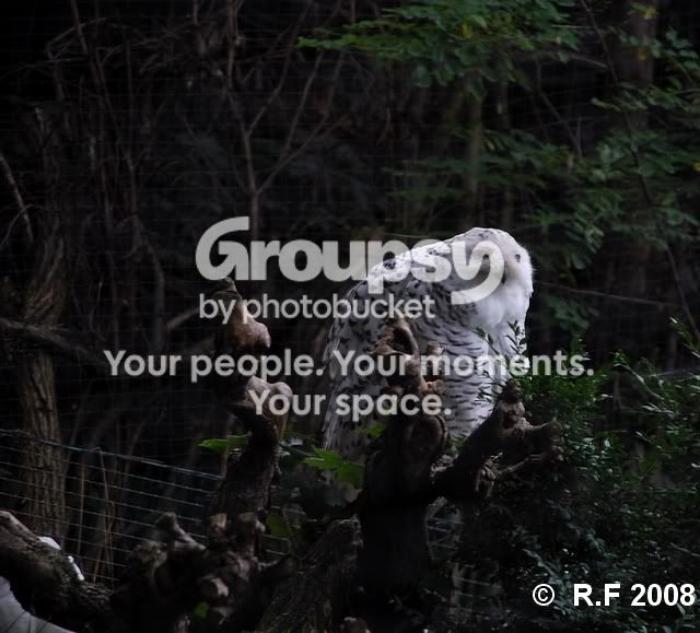 owl-1.jpg