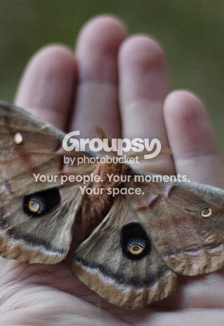 MOTH_2684.jpg