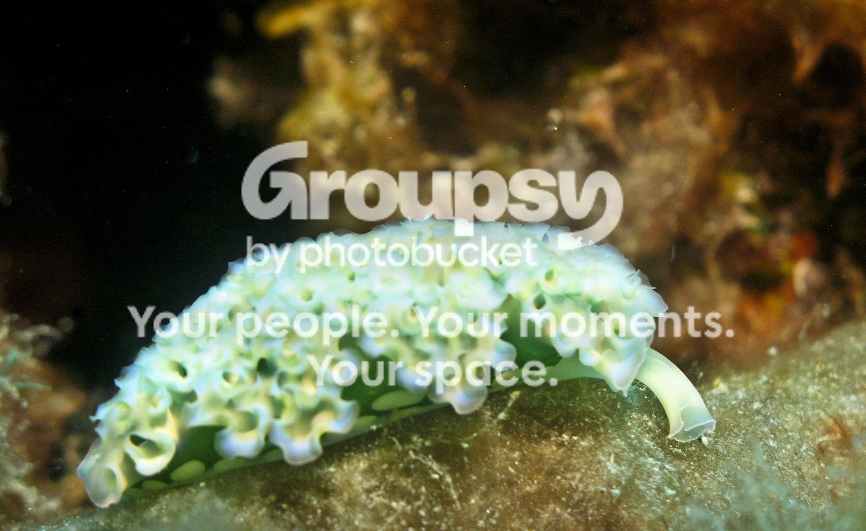 Bonaire_2010B131.jpg