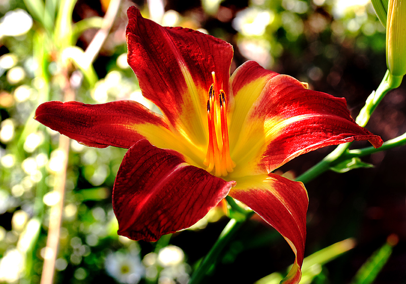 IMG_9800-X3.jpg