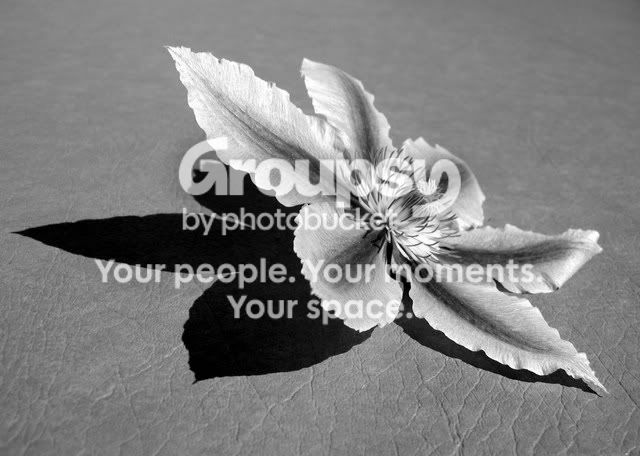 mini-92504019editednp.jpg