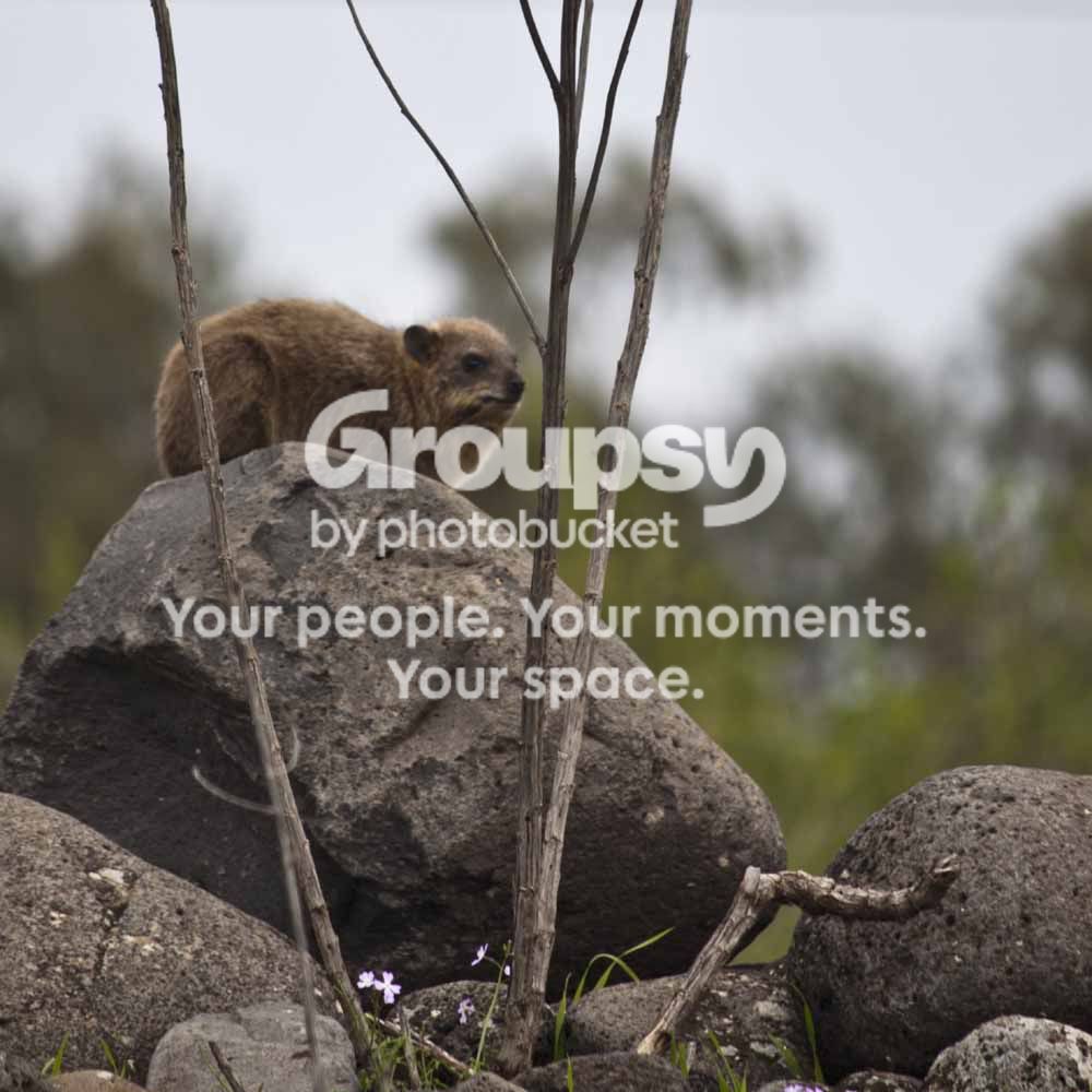 Hyraxebehindsomebranches.jpg
