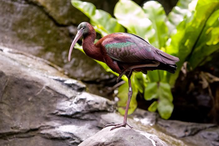 AusZoo66.jpg
