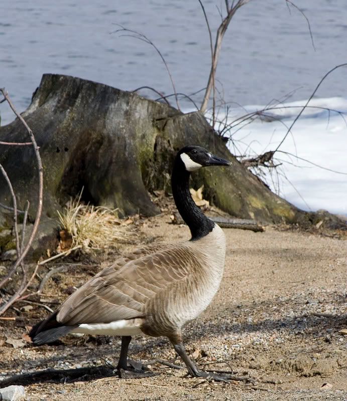 Goose.jpg