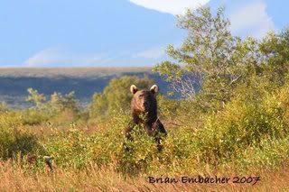 bear828.jpg