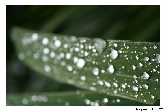 Aftertherain.jpg