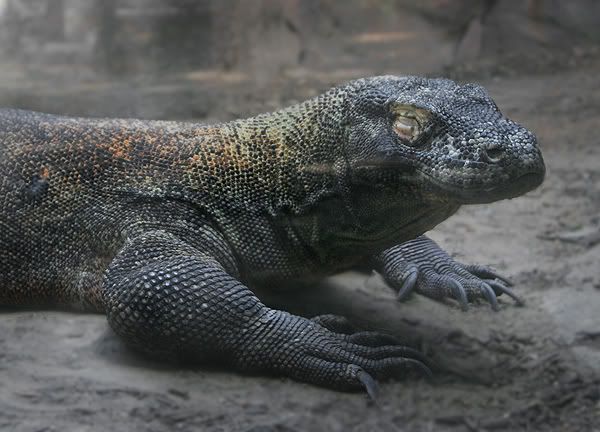komododragon-sm.jpg