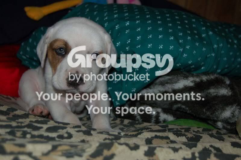 puppy2lowres.jpg
