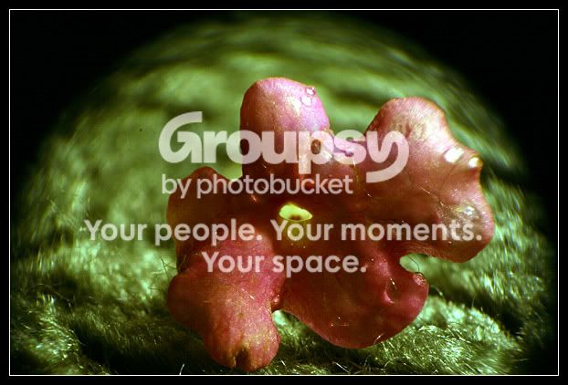 flowermacro2.jpg