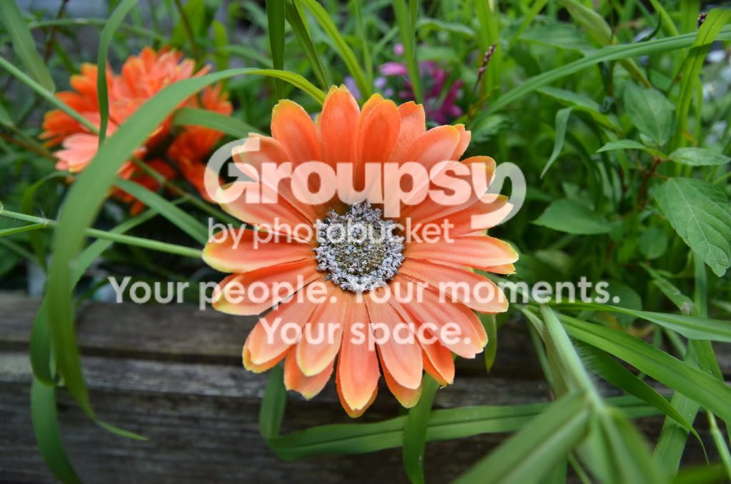 stilllife030.jpg
